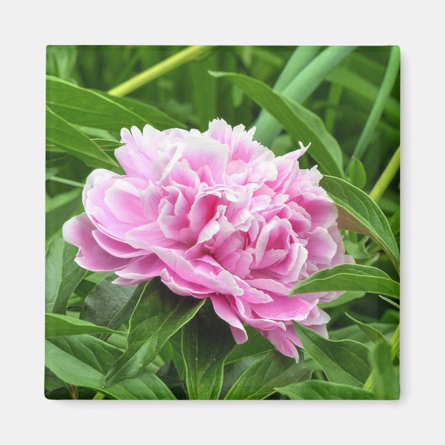 Pretty Pink Peony Magnet (Front)