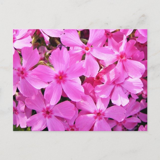 Pretty Pink Phlox Postcard (Front)