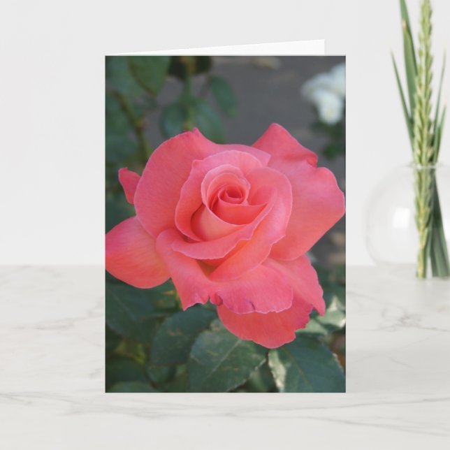 Pretty Pink Rose Card (Front)