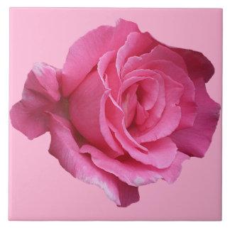 Pretty pink rose floral simple beautiful fine art ceramic tile