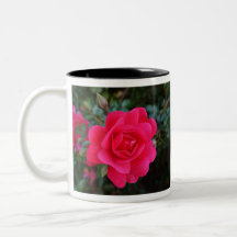pretty pink rose flower photography