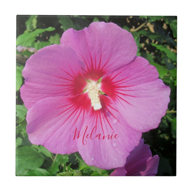 Pretty Pink Rose of Sharon Waterdrops Petals Name Ceramic Tile (Front)