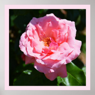 Pretty pink rose poster