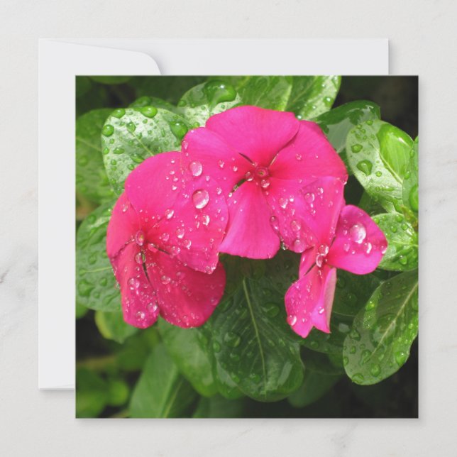 Pretty Pink Spring Flowers Macro Photography  (Front)