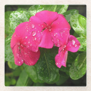 Pretty Pink Spring Flowers Macro Photography   Glass Coaster