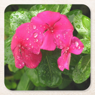 Pretty Pink Spring Flowers Macro Photography  Square Paper Coaster