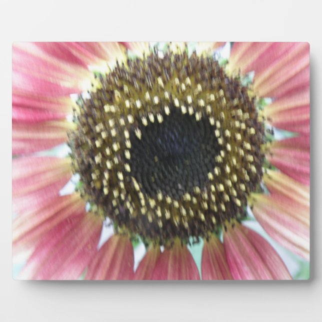 Pretty Pink Sunflower Plaque (Front)