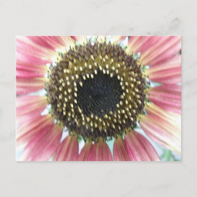 Pretty Pink Sunflower Postcard (Front)