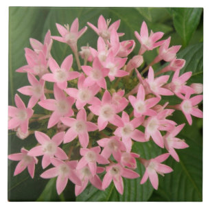 Pretty Pink Tropical Flowers Tile