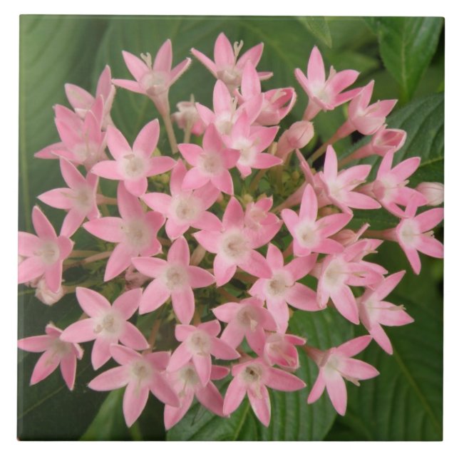 Pretty Pink Tropical Flowers Tile (Front)