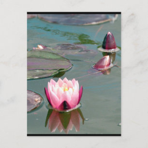 Pretty Pink Waterlily postcard