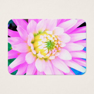 Pretty Pink, White and Yellow Cactus Dahlia Macro