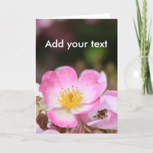 pretty pink wild rose flowers for ladies holiday card