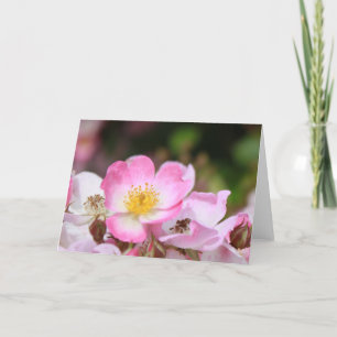 pretty pink wild rose flowers for ladies holiday card