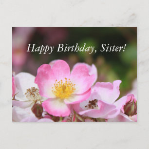 pretty pink wild rose flowers for ladies postcard