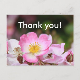 pretty pink wild rose flowers for ladies postcard