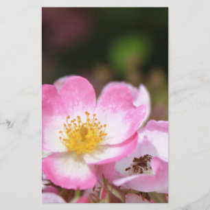 pretty pink wild rose flowers for ladies stationery