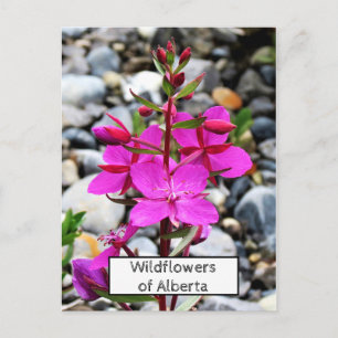 Pretty Pink Wildflowers Fireweed Bloom in Canada Postcard