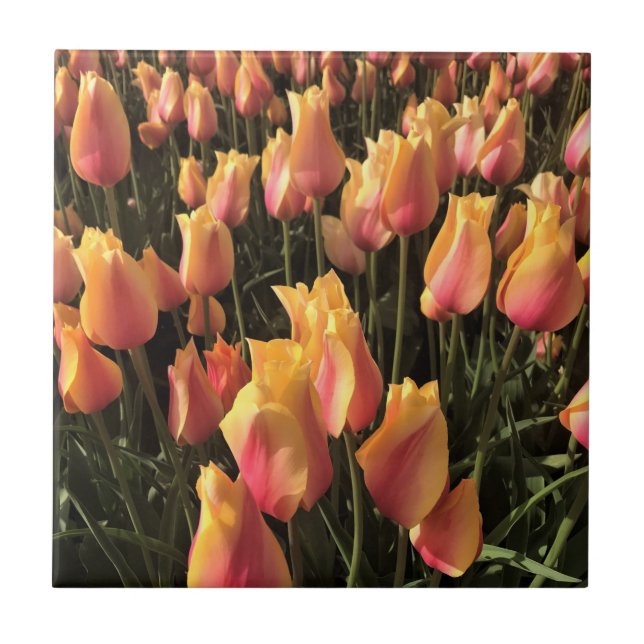 Pretty Pink & Yellow Tulips Ceramic Tile (Front)