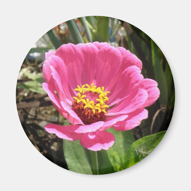 Pretty Pink Zinnia Magnet (Front)