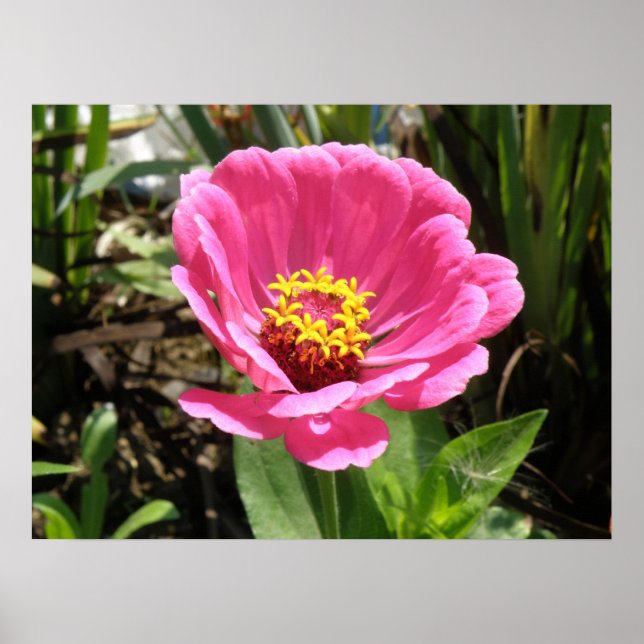 Pretty Pink Zinnia Print (Front)