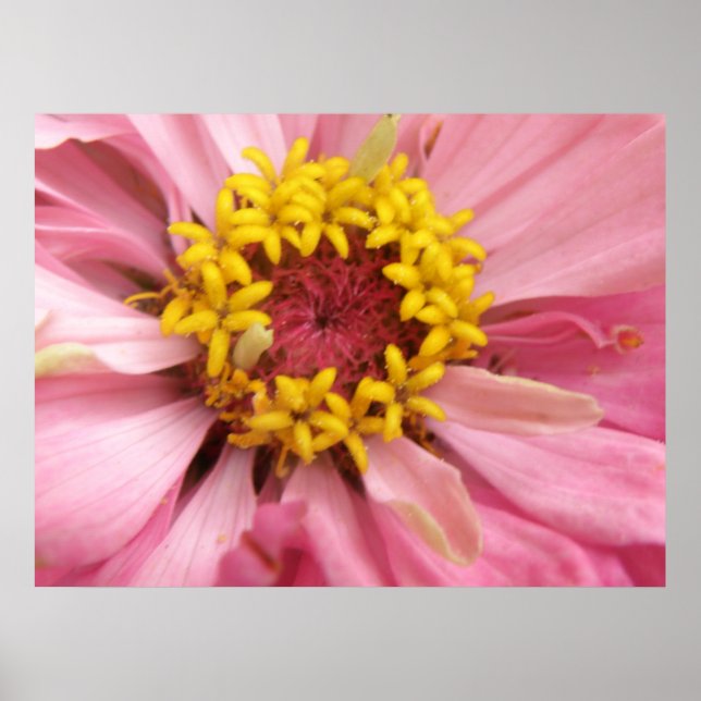 Pretty Pink Zinnia Print (Front)