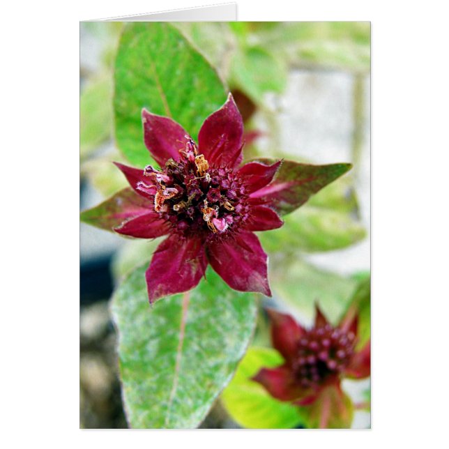 Pretty Plant (Front)