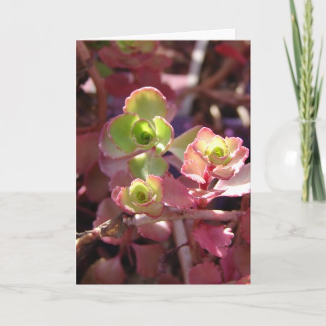 Pretty Plant Card (Front)