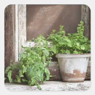 Pretty Plants in Rustic Window Square Sticker