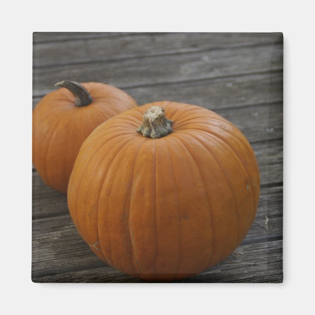 Pretty Plump Pumpkins Magnet (Front)