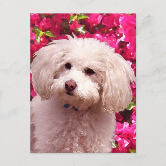 Pretty Poodle Postcard (Front)