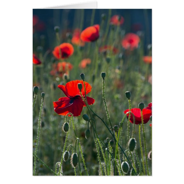 Pretty Poppies in Wild Meadow Photo (Front)