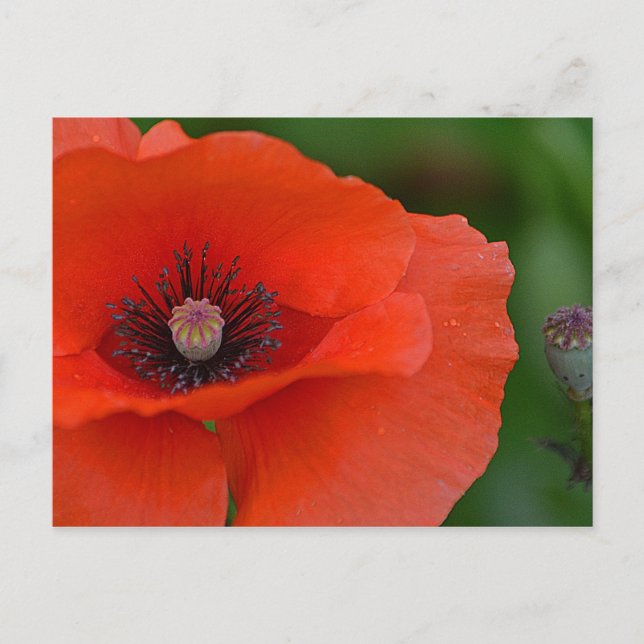 Pretty Poppy Postcard (Front)