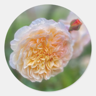 Pretty Pretty Rose Classic Round Sticker