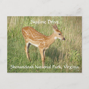Pretty Profile Postcard