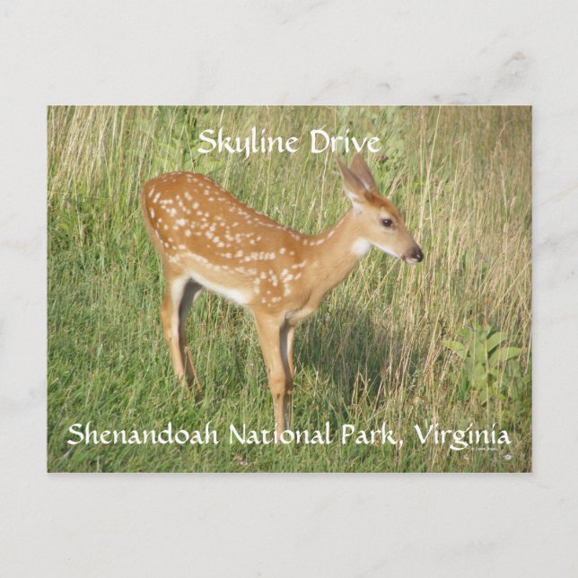 Pretty Profile Postcard (Front)