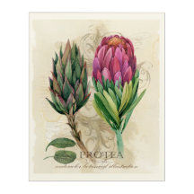 Pretty Protea Acrylic Art