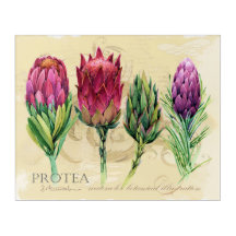 Pretty Protea Watercolor Painting Acrylic
