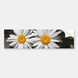Pretty pure white daisy flowers bumper sticker