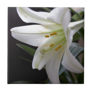 Pretty, pure white Easter lily flower in black Tile