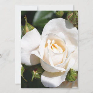 pretty pure white rose flower. floral photo art.