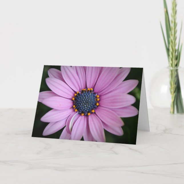Pretty Purple African Daisy Flower Art Card (Front)