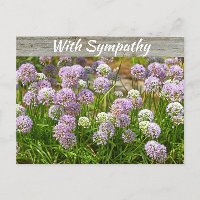 Pretty Purple Allium Garden Flowers Sympathy Postcard (Front)