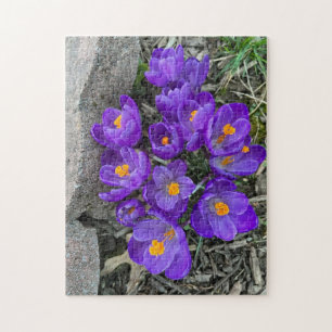 Pretty Purple Crocus Flowers in Garden Puzzles
