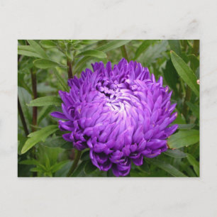 Pretty Purple Flower postcard