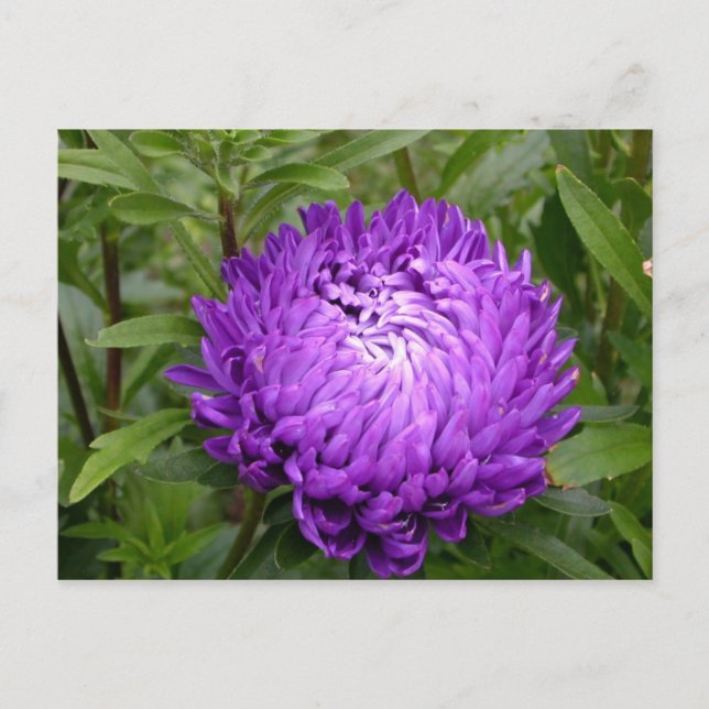 Pretty Purple Flower postcard (Front)