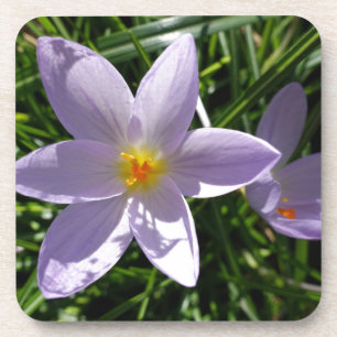 Pretty purple garden flower. 美丽的紫色花 coaster