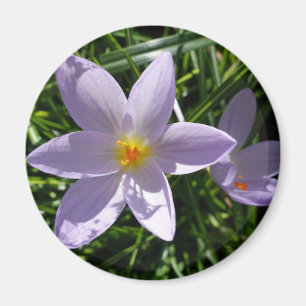 Pretty purple garden flower. 美丽的紫色花 magnet