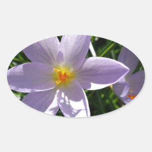 Pretty purple garden flower. 美丽的紫色花 oval sticker