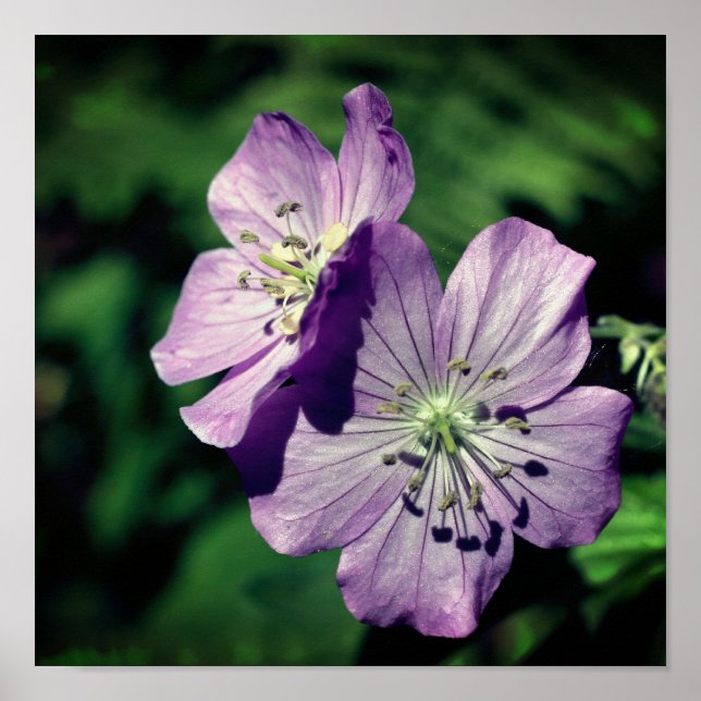 Pretty Purple Geranium Flower Pair Close Up Poster (Front)
